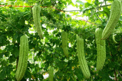 పందిరి (తీగ) కూరగాయలు